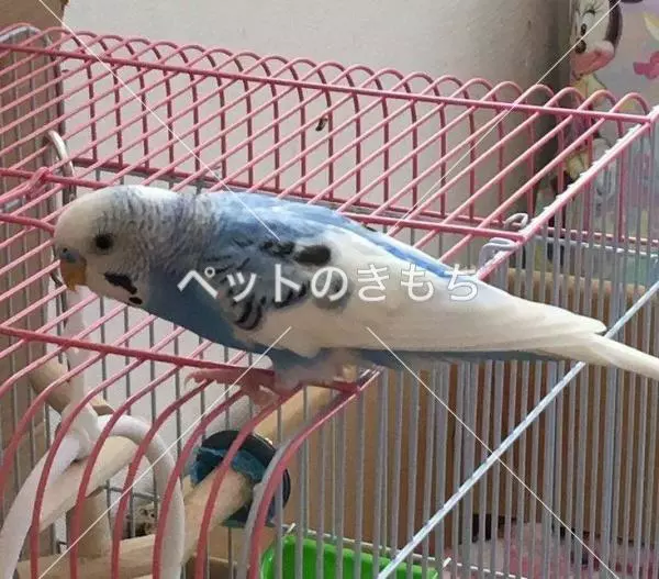 コメント投稿の画像