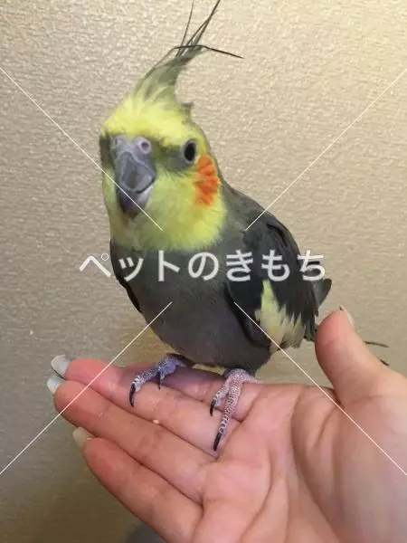 保護鳥の画像