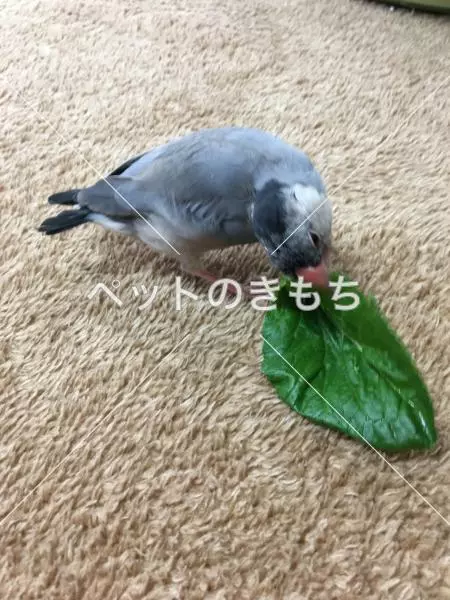 迷子鳥の画像