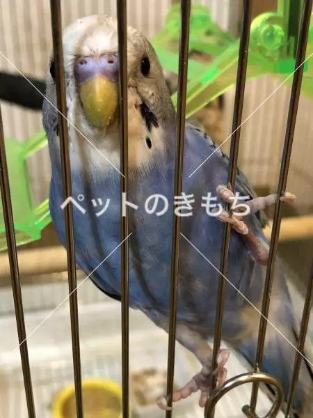 迷子鳥の画像