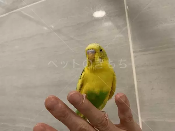 コメントの画像