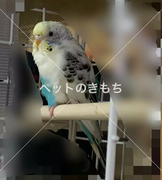 迷子鳥の画像