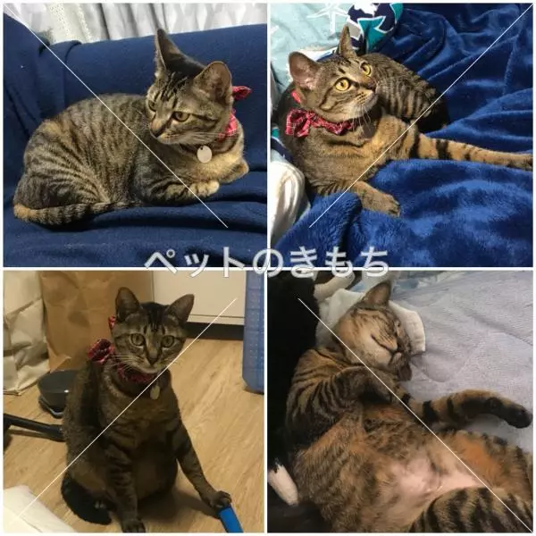 迷子猫の画像