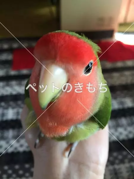 迷子鳥の画像