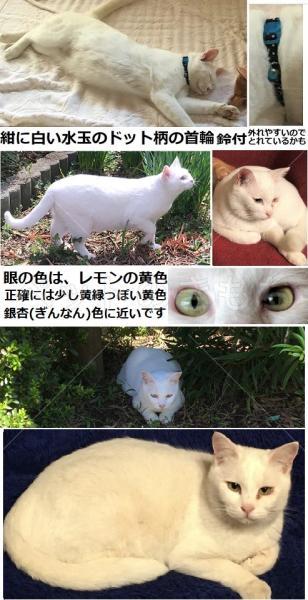 迷子猫の画像