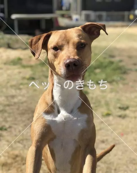 迷子犬の画像