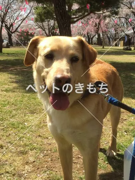 迷子犬の画像