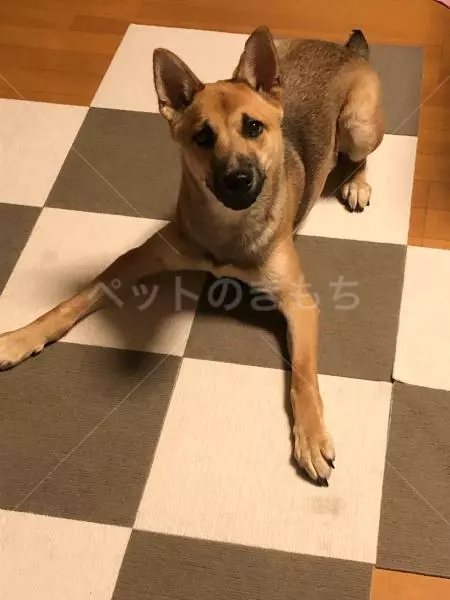 迷子犬の画像