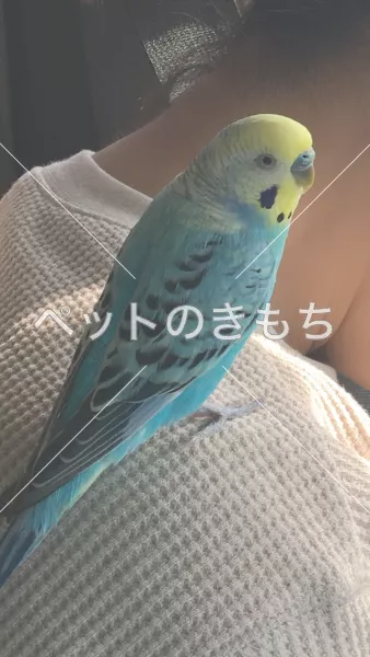 迷子鳥の画像