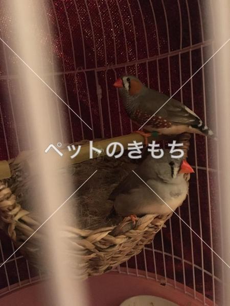 迷子鳥の画像