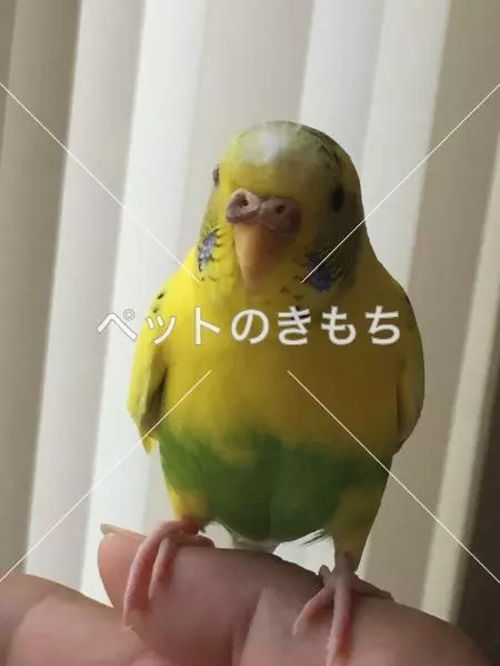 迷子鳥の画像