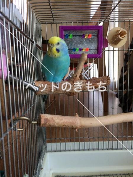 迷子鳥の画像