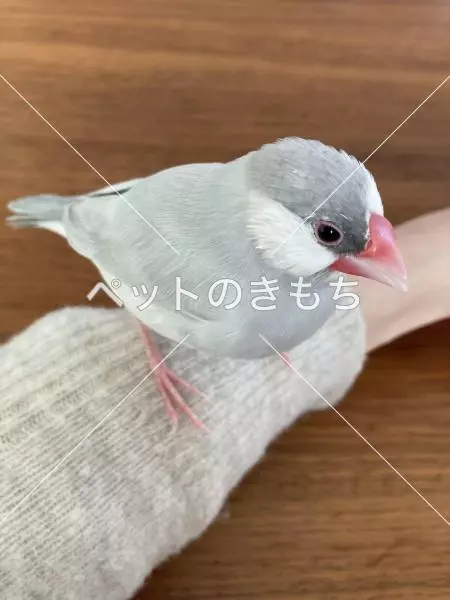 迷子鳥の画像