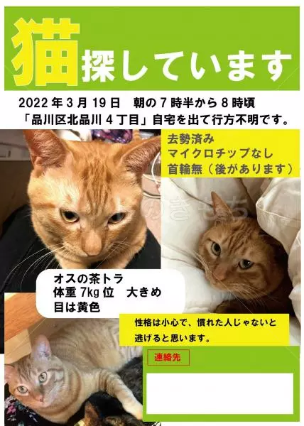 迷子猫の画像