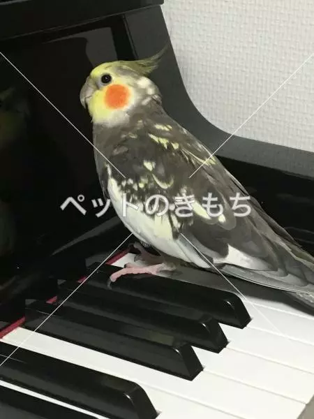 迷子鳥の画像