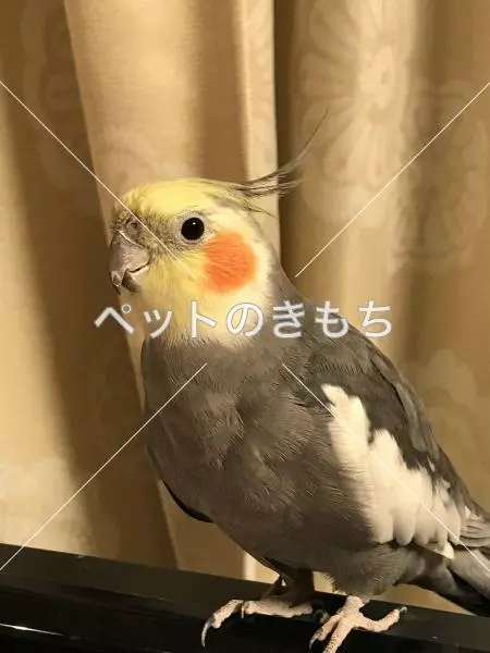 迷子鳥の画像
