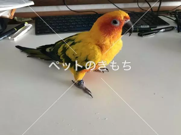 迷子鳥の画像