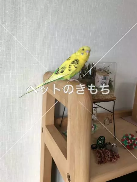 コメント投稿の画像