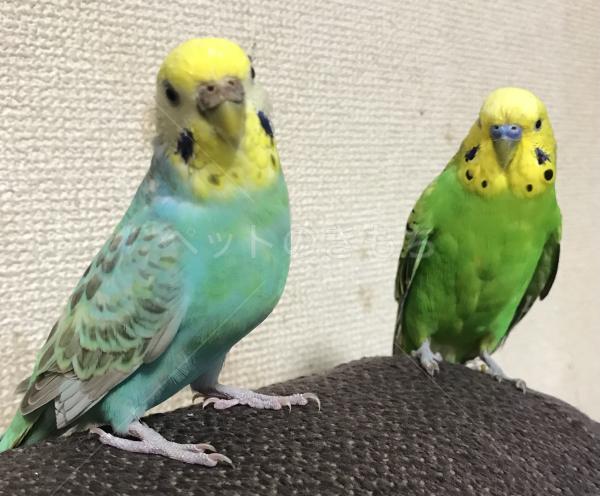 迷子鳥の画像