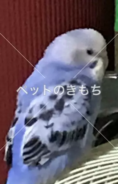 迷子鳥の画像