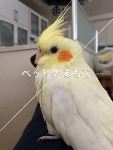 迷子鳥の画像