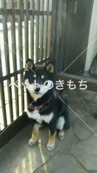 迷子犬の画像