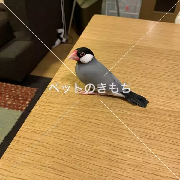迷子鳥の画像