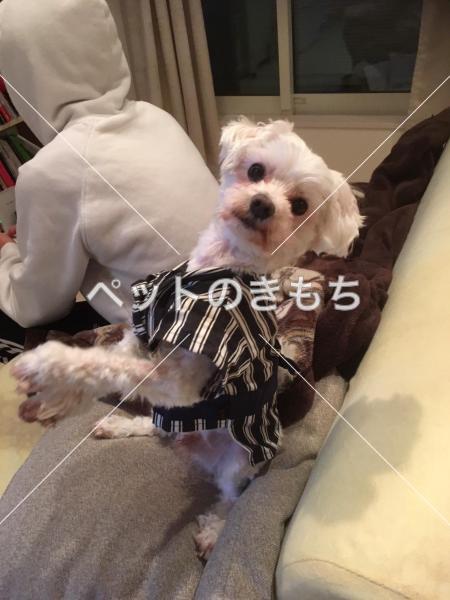 迷い犬の写真