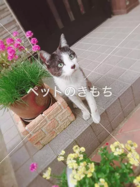 保護猫の画像