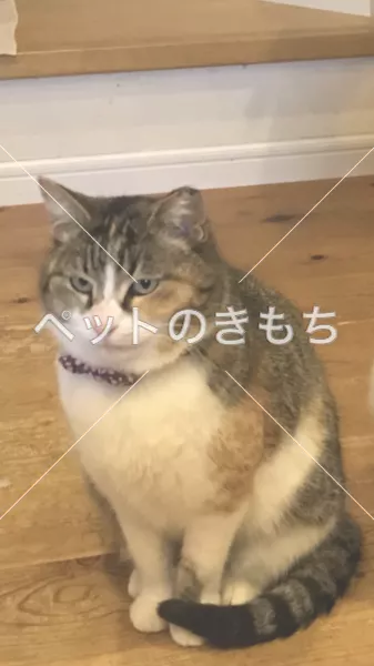 迷子猫の画像