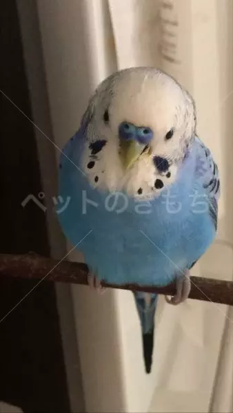迷子鳥の画像
