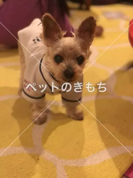 迷子犬の画像