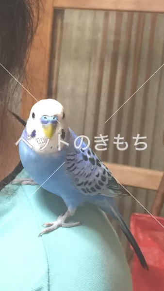 迷子鳥の画像