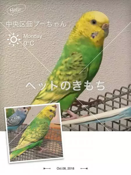 迷子鳥の画像