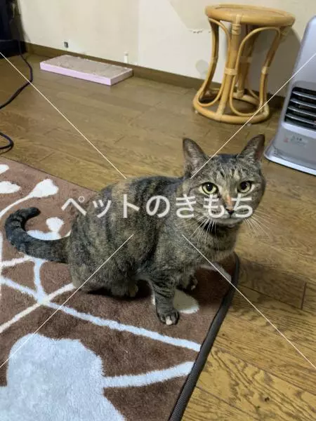 迷子猫の画像