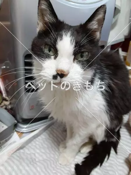 迷子猫の画像