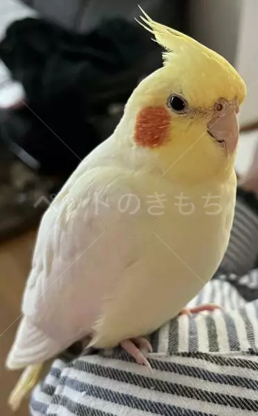 迷子鳥の画像