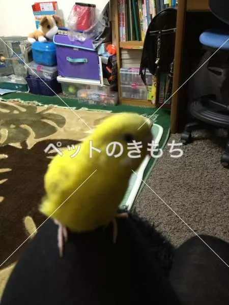 迷子鳥の画像