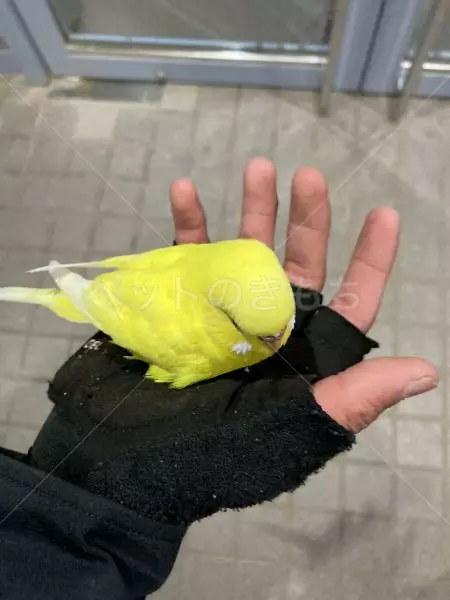 保護鳥の画像
