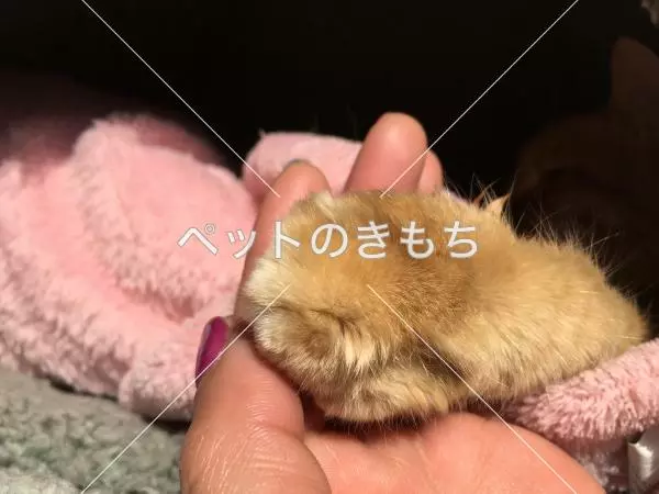 コメント投稿の画像