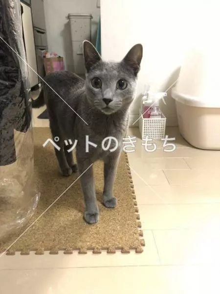 迷子猫の画像