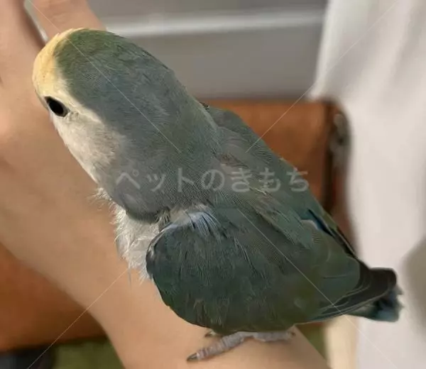 コメントの画像