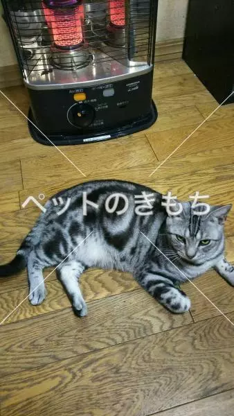 迷子猫の画像