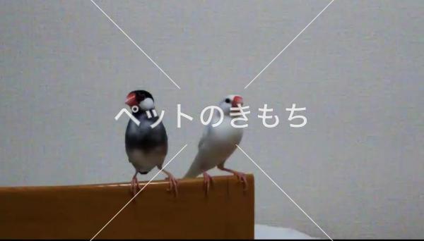 迷子鳥の画像