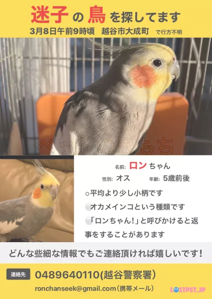 迷子鳥の画像