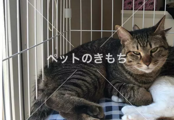 迷子猫の画像