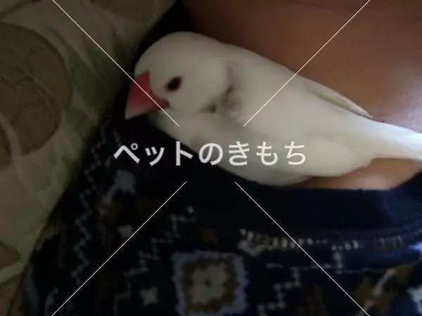 迷子鳥の画像