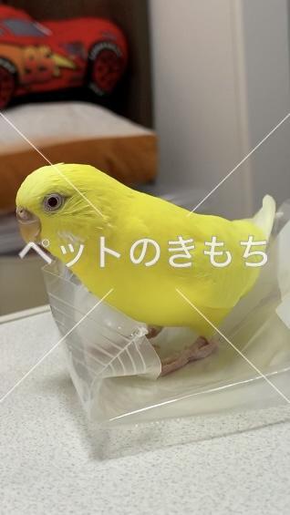 迷子鳥の画像