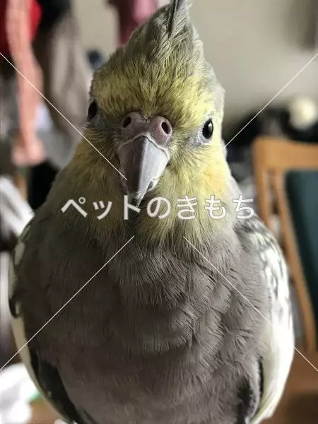 迷子鳥の画像
