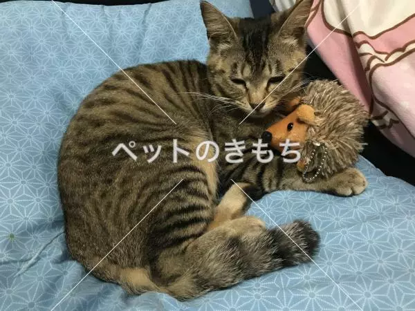 迷子猫の画像